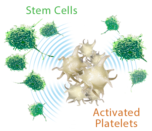 Activated Platelets signaling to Mesenchymal Stem Cells