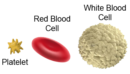 A plaetlet, red blood cell and white blood cell.