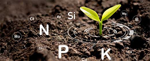 Micronutrients in soil nutruring a seedling
